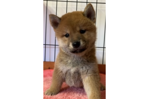 成約済の千葉県の柴犬-124449の1枚目